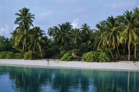 马尔迪夫群岛南都海滩海滩上的椰子树FIL背景图片