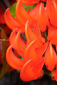 新古内亚克里佩尔的橙花图片