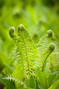 模糊背景中蕨类植物的新鲜绿叶图片
