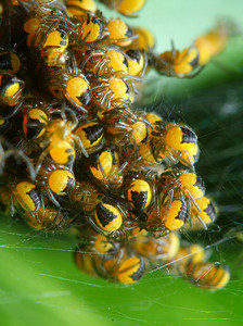 罕见的摄影新生蜂蜘蛛Argiopeburennichi巨集中浅度DOF蜘蛛图片