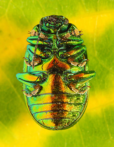 薄荷蜜蜂Chrysomelacuerulans图片