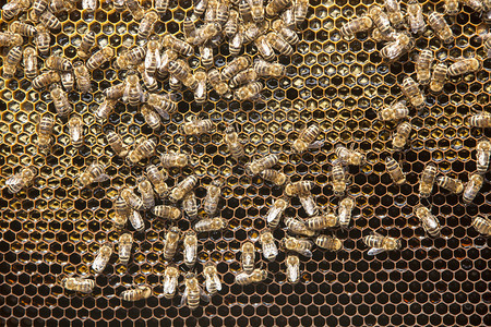 蜂巢上的蜜蜂和蜜图片