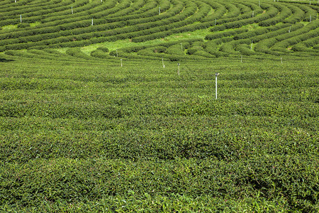 马来西亚泰国的茶园背景