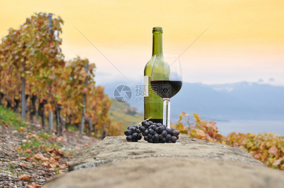 红酒和葡萄瑞士拉沃地图片