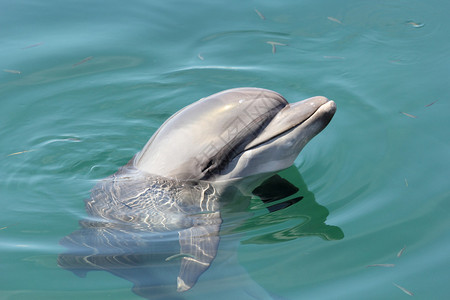 一只海豚在水中游泳图片
