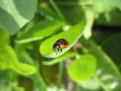 有昆虫和植物绿叶上的瓢虫图片