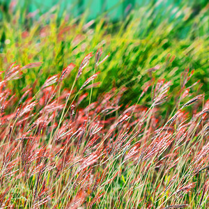 春或夏在草原上草的图片