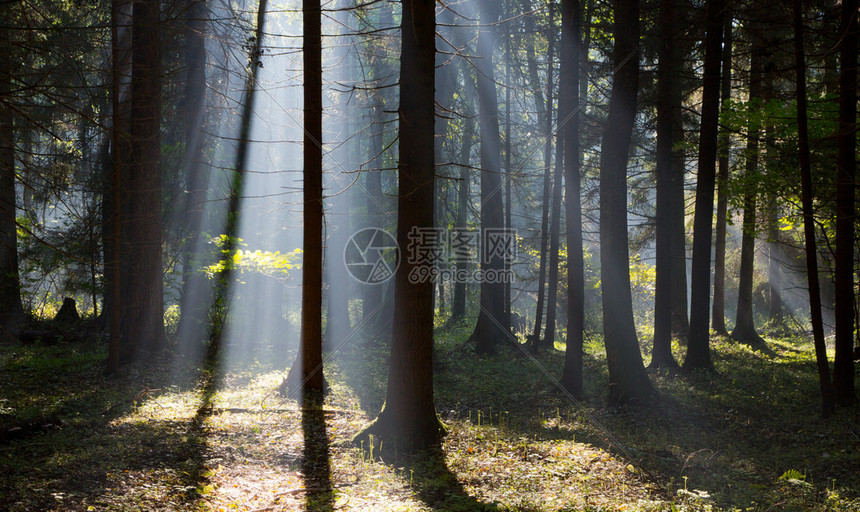 太阳光束进入富饶的低沉森林雾密的清晨图片