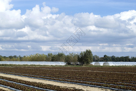 法国Camargue地区农业地貌图片