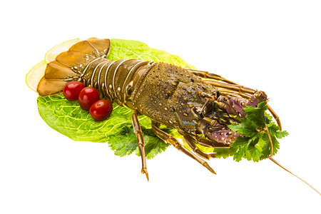 养虾,原脊龙虾背景