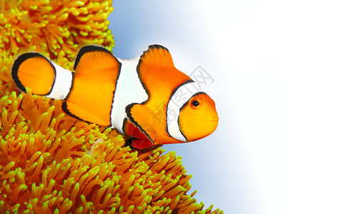 ClownfishAmphiprionocellaris海洋生物背景图片