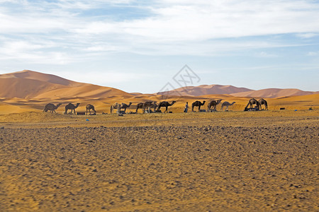 撒哈拉沙漠中的骆驼图片