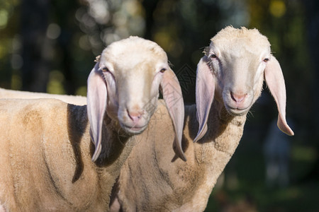 两只长耳朵的惊讶羊看着镜头图片