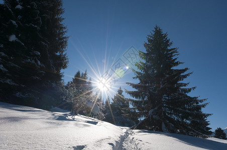 与许多雪树木阳光和蓝天空一起的美妙和梦图片