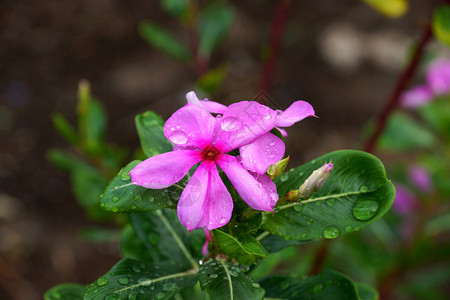 雨后美丽的粉红色鲜花madagascarperiw图片