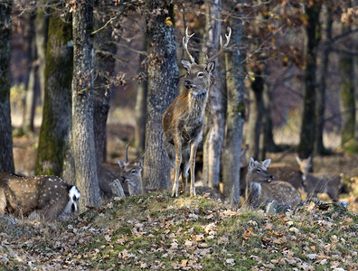 秋天的斑鹿在大自然中图片