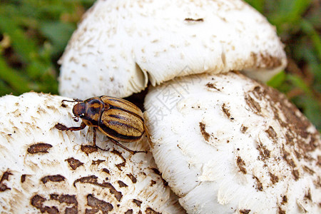 斑点蘑菇上甲虫的极端特写图片