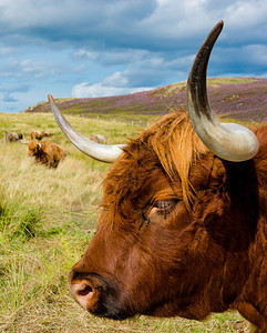 苏格兰牧场上的高地牛图片