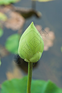 荷花池塘里的睡莲图片