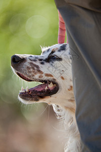 一只被它的主人拥抱的猎犬图片