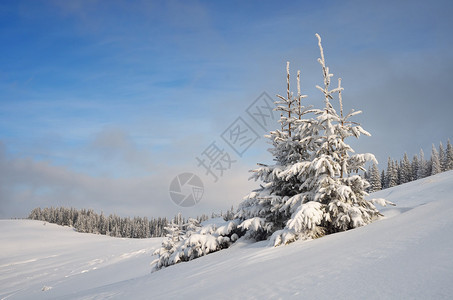 山谷中雪松树的冬季景观图片