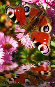 美丽的欧洲蝴蝶InachisIo在秋天的花朵AsterD图片