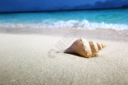 海滩上的贝壳sho图片