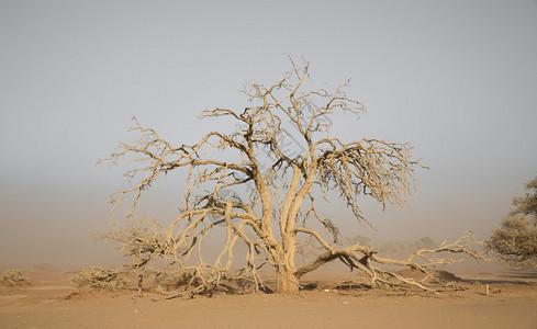 沙尘暴和金合欢树图片