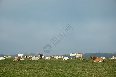 在草地上吃草的牛群图片