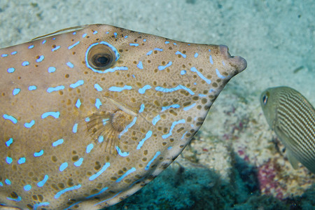 丑角鱼特写肖像图片