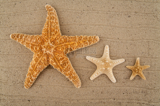 沙上海星图片