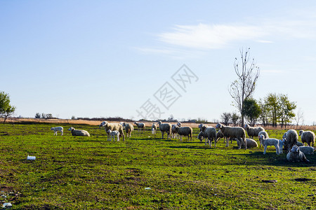 牧羊群聚集在牧图片