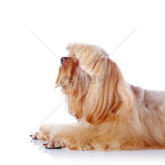 米色装饰小狗的画像米色装饰小狗装饰狗品种小狗图片