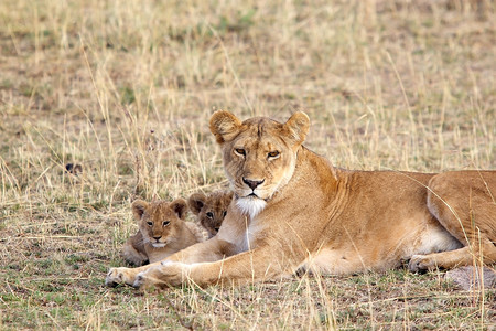 非洲大草原有幼崽的非洲狮子Panther图片