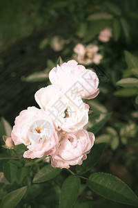粉红色和白色玫瑰特写图片