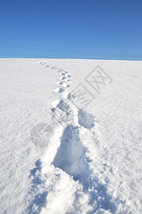 雪上脚步图片