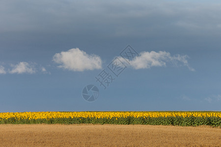 土地单树蓝色天空和白云为的高场地高清图片石土地上的盲虫高清图片