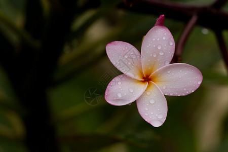 一朵热带花紧雨下过后图片