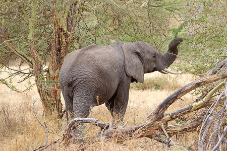 非洲大草原上的非洲象LoxodontaAfr图片