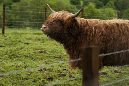 高地牛是苏格兰的牲畜品种长角图片