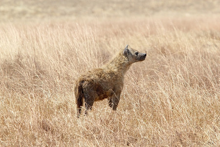 非洲草原的斑点土狼Crocutacr图片