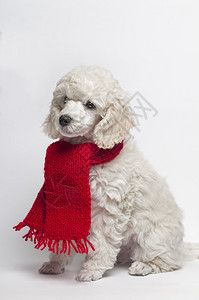 带红围巾的小白贵宾犬图片