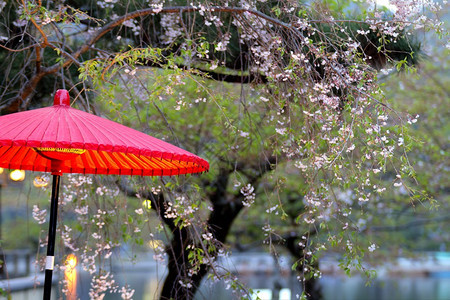 日本京都亚林山秋天用于adv或图片