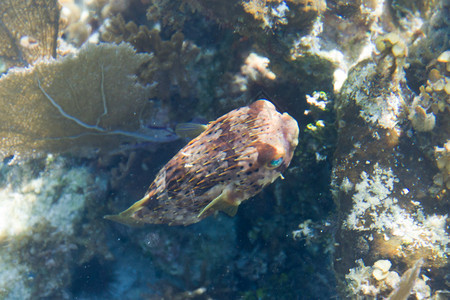 伯利兹海岸河豚鱼的水下特写背景图片