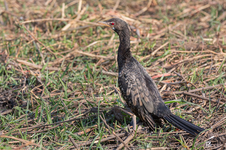 ReedCormorant的侧面视图背景图片