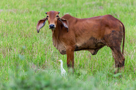 在泰国的田野上你看到一头奶牛跳着图片