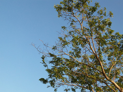 春天的树蓝天图片