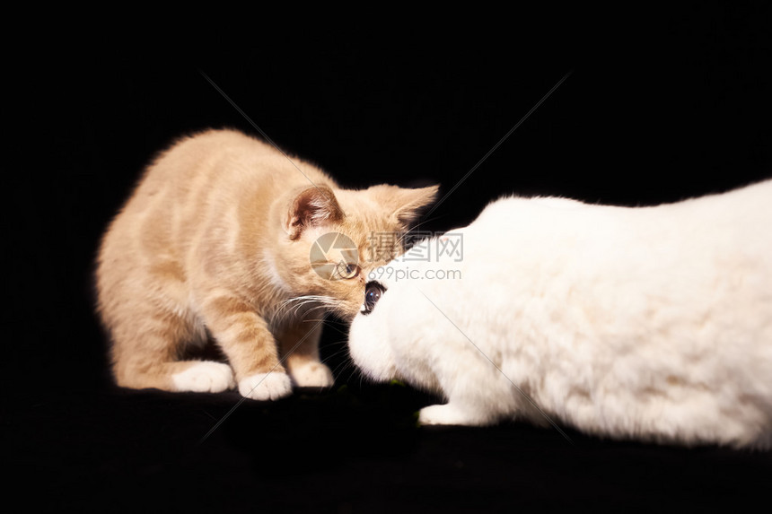 红小猫和白兔玩得开心小猫亲吻白图片