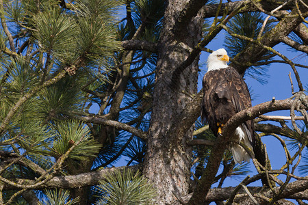 美籍秃鹰在爱达荷州艾达荷省阿图片