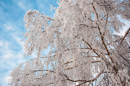 白桦上白蓬松的雪图片